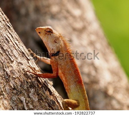 small tiny green orange brown wild small size tropical lizard resting under sunlight on a leaf in green area Thailand