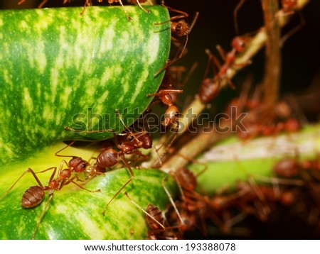 some red ants running around and defend their  small red ant nest built from green leaves in a bush in tropical nature under morning sunlight.