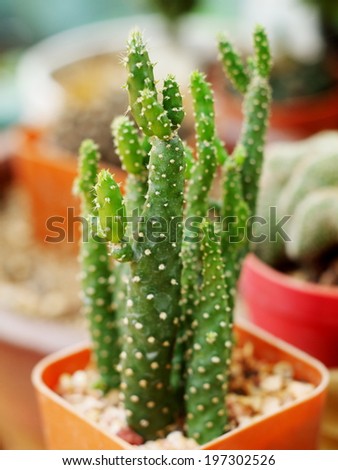 little brown pots with tiny green small little cactus in cactus shop botanical market Thailand