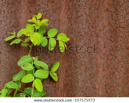 green leaves of wild plant growing creeping on an old aged weathered rusty galvanized corrugated iron sheet surface.