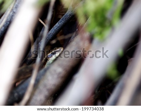 small tiny black yellow wild small size tropical lizard with snake-like head hiding under branches from sunlight in green area looking at camera
