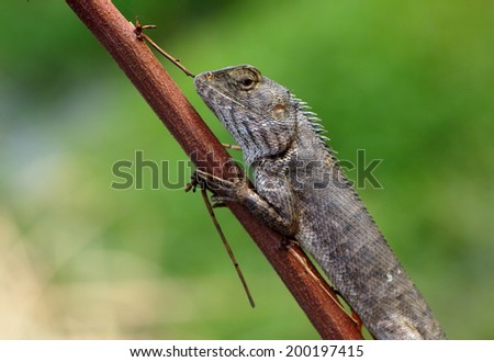 small tiny green gray brown color wild small size tropical lizard resting under sunlight on a tiny dried brown dead branch in green area.