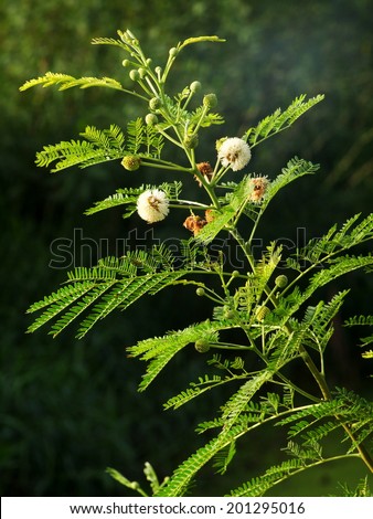green leaves of the horse tamarind plant, the lead tree, genus Leucaena Acacia, with white green brown flowers on a lake bank outdoor under natural sunlight with green environment bokeh background