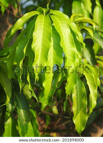 long light green young mango leaves on the tree reflecting sunlight with outdoor bokeh background on a sunny day in Thailand