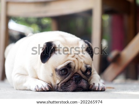 lovely lonely white fat cute pug dog laying on the floor making sadly face with home outdoor surrounding bokeh background