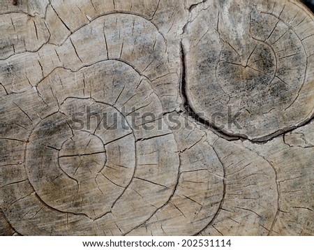 clear and clean section cutting view of natural tropical plant fall in Thailand show color lines and wood texture and the beautiful tree log shape