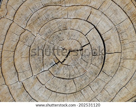 clear and clean section cutting view of natural tropical plant fall in Thailand show color lines and wood texture and the beautiful tree log shape
