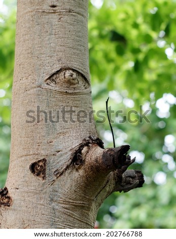 funny buds on a tropical tree in nature Thailand look like human eyes