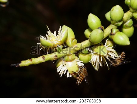 group of small black and yellow bee collect honey from white cute palm flower on a bright sunny day outdoor in nature with dark natural surrounding bokeh background