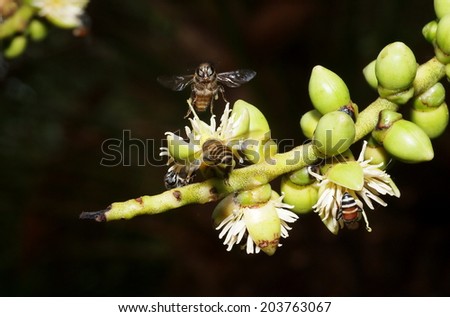 group of small black and yellow bee collect honey from white cute palm flower on a bright sunny day outdoor in nature with dark natural surrounding bokeh background