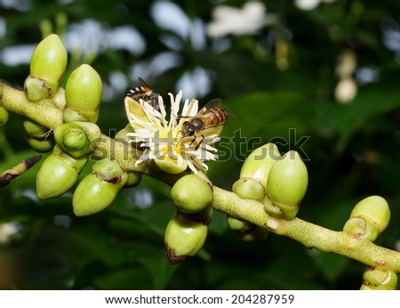 group of small black and yellow bee collect honey from white cute palm flower on a bright sunny day outdoor in nature with natural surrounding bokeh background