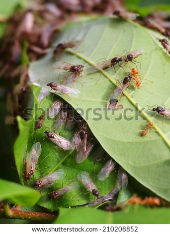 many queen red ants transformed from red to black with transparent wings ready to fly running around a small red ant nest built from green leaves in a bush in tropical nature under morning sunlight.