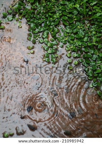 natural rain water dropping on water surface on the brown ground cover with water and tiny small round green grass leaves outdoor with reflections on water surface