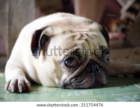 lovely white fat cute pug face head shot close up lying on the green synthetic mat floor semi outdoor making sad face under natural sunlight and country home surrounding bokeh background