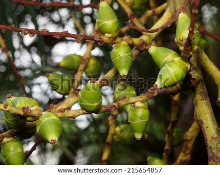 group of young fresh small green fruits of decorative plant, betel palm on the palm tree under natural sunlight and environment