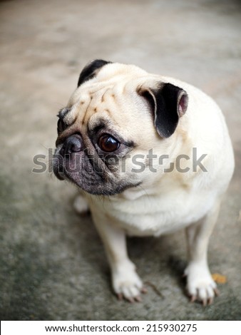 lovely white fat cute pug face head shot close up sitting on the concrete floor outdoor making sad face under natural sunlight