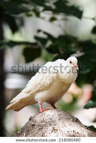 white dove pigeon small lovely little clean white bird resting on top of a gray stone in a country house under bright sunlight with green bokeh background in thailand