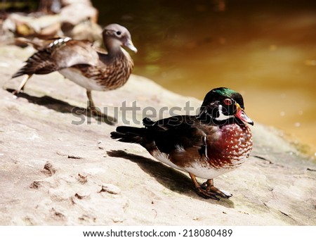 a pair of wild ducks male and female on the ground near a light brown smooth water surface pond on a sunny day
