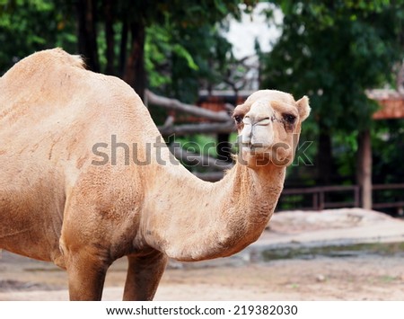 lovely lucky funny face close up profile portraits of a brown color african camel in a zoo in THAILAND