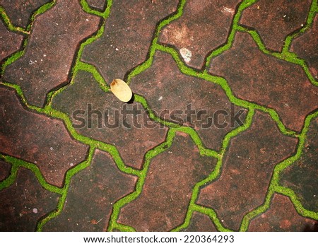 tiny soft  green moss and brown brick, wet dirty curb stone, carpet stone near a garden pond close up under sunlight