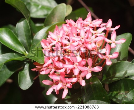 ixoras, lovely pink small tiny flowers in groups with natural environment outdoor under sunlight with green bokeh background