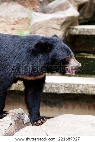 Asiatic black bear, Tibetan black bear, Ursus thibetanus, large tropical asian bear with black fur and white V shape fur on the bust close up