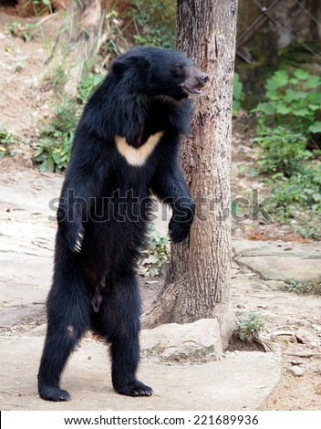 Asiatic black bear, Tibetan black bear, Ursus thibetanus, large tropical asian bear standing on two legs showing black fur and white V shape fur on the bust