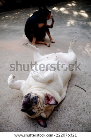 white fat lovely pug dog laying and rolling dancing on the concrete floor outdoor making funny face and posture under natural sunlight on a happy day with a black miniature pincher blur in background