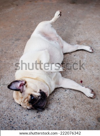 white fat lovely pug dog laying and rolling dancing on the concrete floor outdoor making funny face and posture under natural sunlight on a happy day