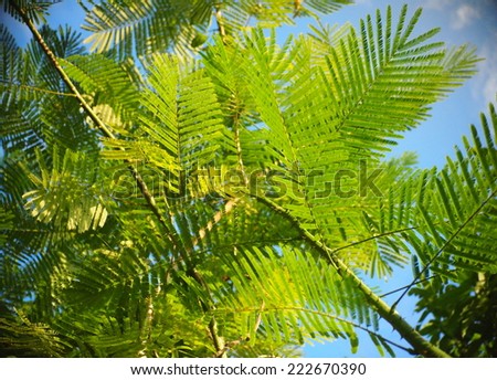 green young leaves tropical plant typical tropical home and jungle plant with green leaves under sunlight with beautiful bokeh background