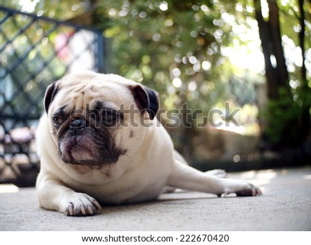 lovely lonely white cute pug dog with black face and white mouth hairs laying on the floor making sadly face with home outdoor surrounding bokeh background