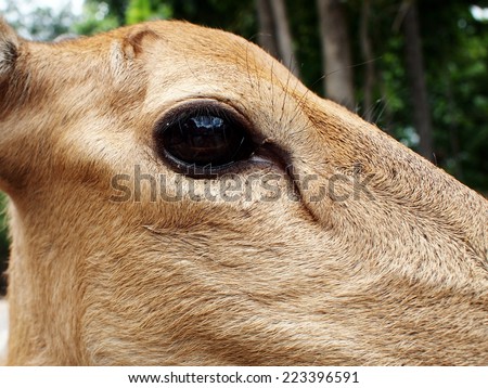 light brown color deers standing on the floor in an open zoo close-up in the eye