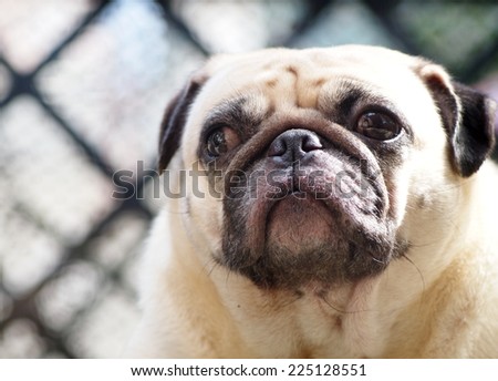 cute lovely white fat pug dog head shot close up pen one big eyes looking straight at the camera