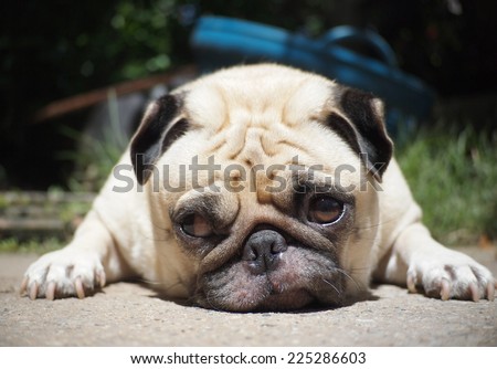 front view, passport photo of a lovely lonely white fat cute pug dog laying on the concrete garage floor making sadly face with home outdoor surrounding bokeh background