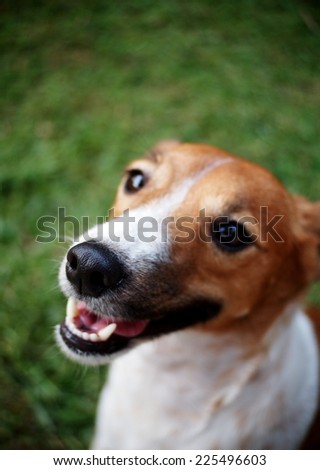dog nose, portraits of a happy active young Jack Russel terrier dog white and brown playing around a house with home outdoor surrounding making serious face under morning sunlight in good weather day