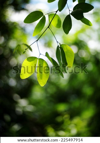 MADRAS THORN leaves, new young light and dark green colorful round leaves growing blooming on the tropical trees after rainy week under bright natural sunlight in jungle with natural bokeh background