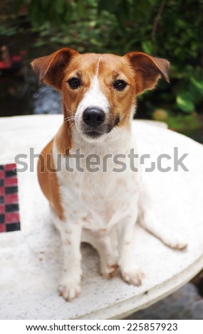 portraits of a happy active young Jack Russel terrier dog white and brown playing around a house with home outdoor surrounding making serious face under morning sunlight on a table looking at camera