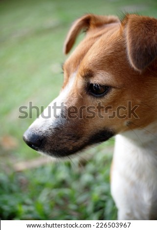 portraits of a happy active young Jack Russel terrier dog white and brown playing around a house with home outdoor surrounding making serious face under morning sunlight in green grass field