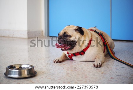 little lovely cute happy white fat pug dog with leash laying on the clean smooth polished concrete floor with a food bowl in front of a blue door in pet hospital, animal clinic waiting for diagnosis.