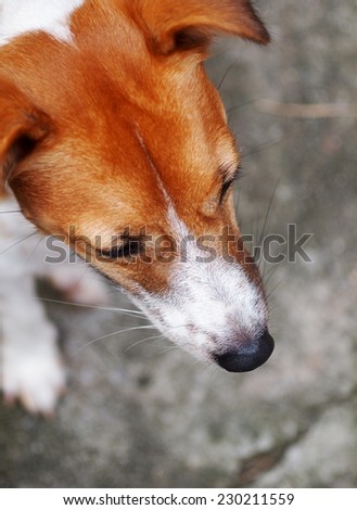 portraits of a happy active young Jack Russel terrier dog white and brown playing around a house with home outdoor surrounding making serious face under morning sunlight on gray color concrete floor