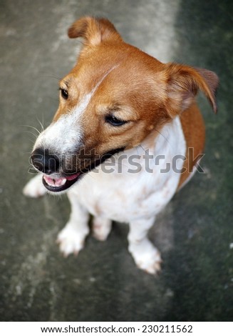 portraits of a happy active young Jack Russel terrier dog white and brown playing around a house with home outdoor surrounding making serious face under morning sunlight on gray color concrete floor
