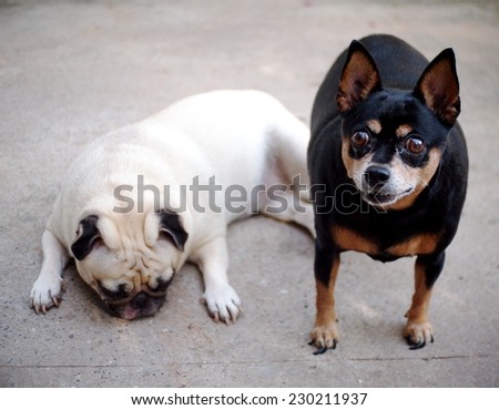a lovely black miniature pincher dog standing and looking at something with a cute white fat pug dog laying on the gary concrete floor ground blur in the background