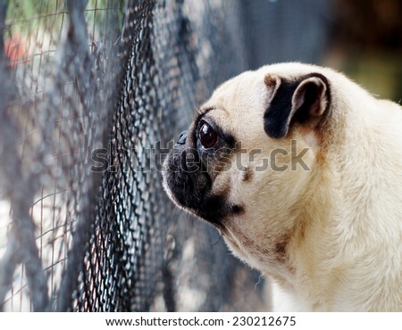 a lovely cute white fat pug dog standing and looking at something outside a garden house fence with green outdoor surrounding background