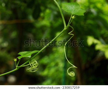 green young creeping plant, climber, typical tropical jungle plant with green leaves under sunlight with beautiful bokeh background