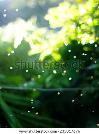 natural plant tree elements under sunlight and nice colorful bokeh of flying white small insects for relaxing happiness joyful background
