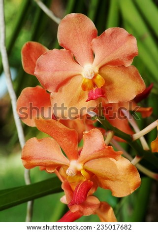 colorful orchids under natural lighting outdoor with romantic bokeh background