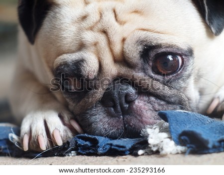 lovely white fat cute pug face head shot close up laying on an old blue synthetic cloth mat outdoor making sad face under natural sunlight