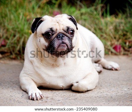 lovely white fat cute pug sadly face head shot close up sitting on the gray color concrete floor outdoor under natural sunlight with home surrounding background.