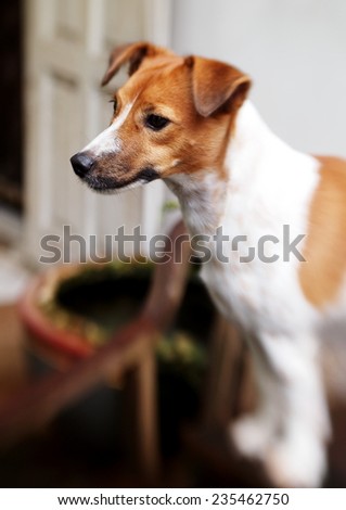 portraits of a happy active young Jack Russel terrier dog white and brown playing around a house with home outdoor surrounding making serious face under morning sunlight on a table looking outside