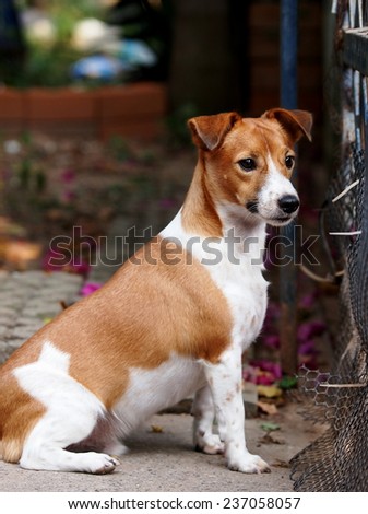happy active young Jack Russel terrier dog portraits white and brown playing around a house with home outdoor surrounding making serious face under morning sunlight on garage floor watching outside